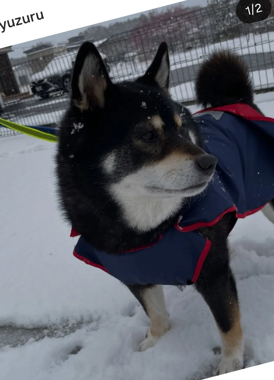 降りましたねぇ、、、、、⛄
