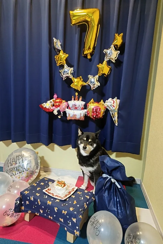 黒柴 結弦さん7歳になる