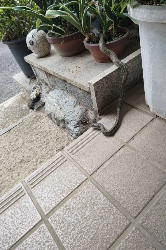 閲覧注意しなくても良いか😯